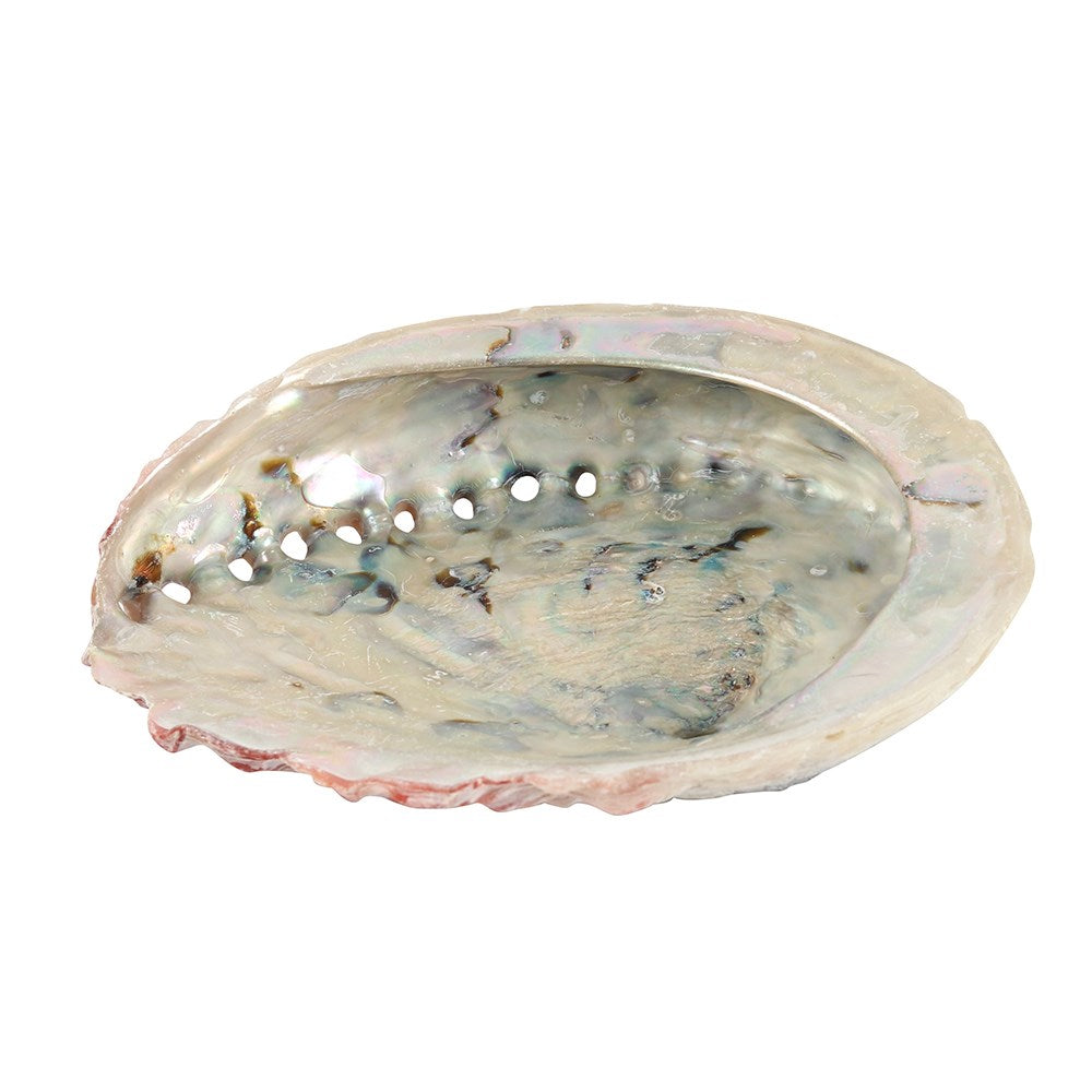 Abalone Shells - 10cm